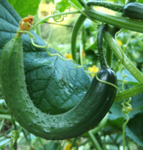 Why Cucumbers Aren't Growing Straight: Causes and Easy Fixes