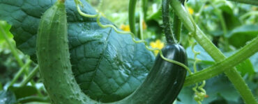 Why Cucumbers Aren't Growing Straight: Causes and Easy Fixes