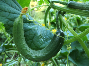Why Cucumbers Aren't Growing Straight: Causes and Easy Fixes