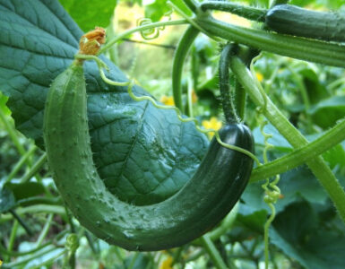 Why Cucumbers Aren't Growing Straight: Causes and Easy Fixes