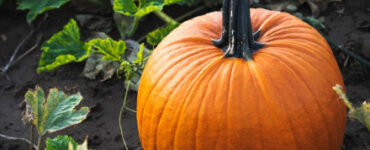 10 Interesting Facts About Pumpkins You May Not Know