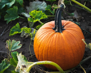 10 Interesting Facts About Pumpkins You May Not Know