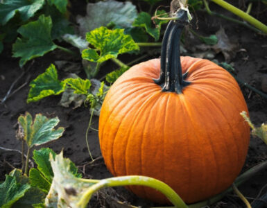 10 Interesting Facts About Pumpkins You May Not Know