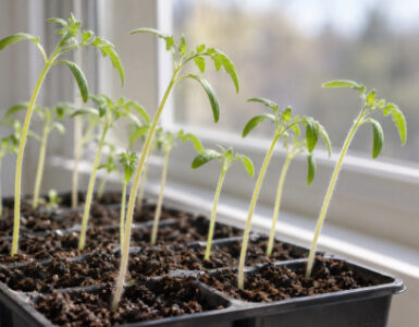 Why Are My Seedlings Tall and Leggy? Causes and Easy Fixes
