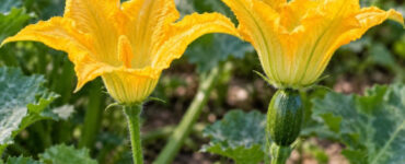 Male or Female Squash Flower? How to Tell the Difference
