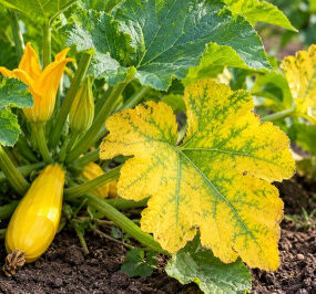 Why Are My Squash Plants Turning Yellow? 10 Causes and Fixes