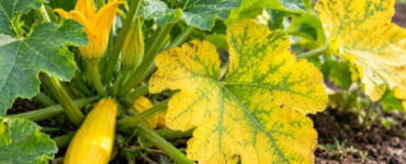 Why Are My Squash Plants Turning Yellow? 10 Causes and Fixes