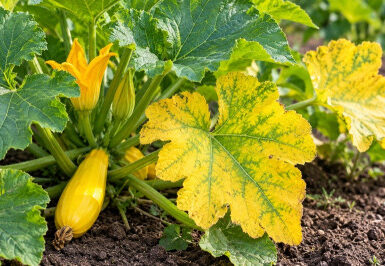 Why Are My Squash Plants Turning Yellow? 10 Causes and Fixes