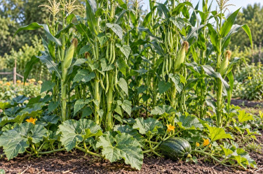 Three Sisters Planting Method: How to Grow Corn, Beans, and Squash Together