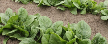 12 Vegetables You Can Harvest Multiple Times a Year