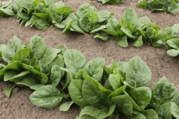 12 Vegetables You Can Harvest Multiple Times a Year