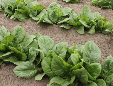 12 Vegetables You Can Harvest Multiple Times a Year